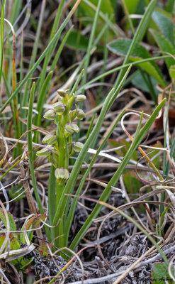 Chamorchis alpina
