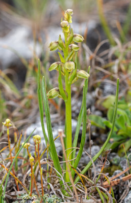 Chamorchis alpina
