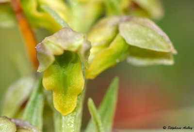 Chamorchis alpina