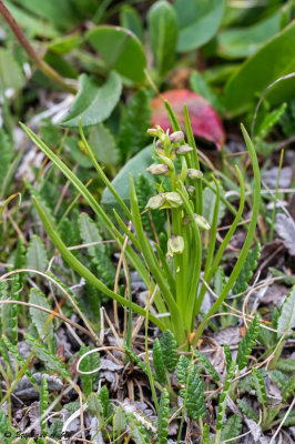 Chamorchis alpina