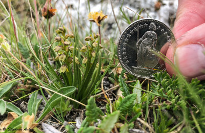Chamorchis alpina