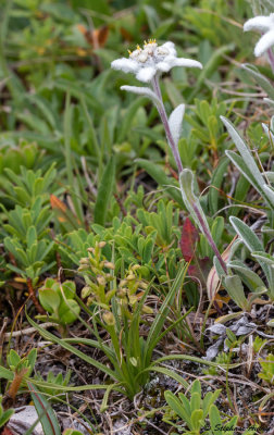Chamorchis alpina