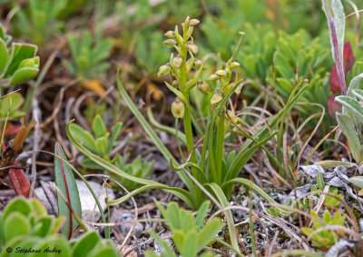Chamorchis alpina