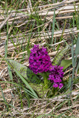 Dactylorhiza majalis