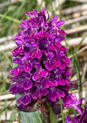 Dactylorhiza majalis