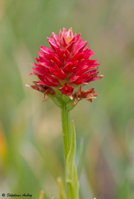 Gymnadenia rhellicani