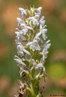Gymnadenia conopsea var. albiflora