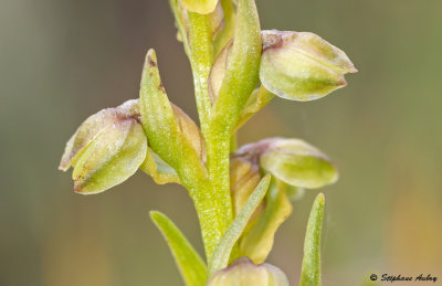 Chamorchis alpina