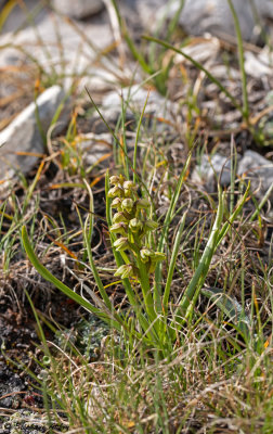 Chamorchis alpina
