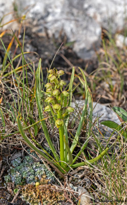 Chamorchis alpina