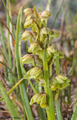 Chamorchis alpina