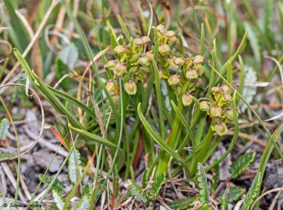 Chamorchis alpina