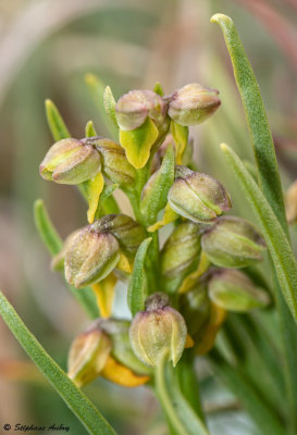 Chamorchis alpina