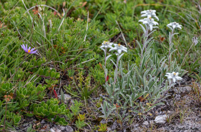 Chamorchis alpina