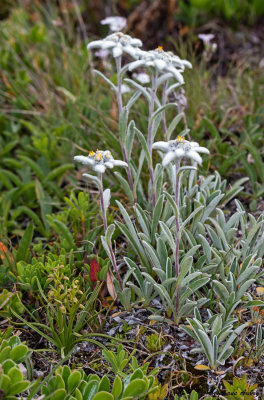 Chamorchis alpina