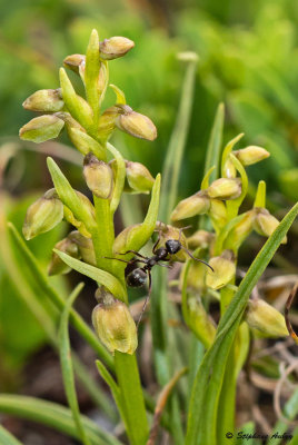 Chamorchis alpina