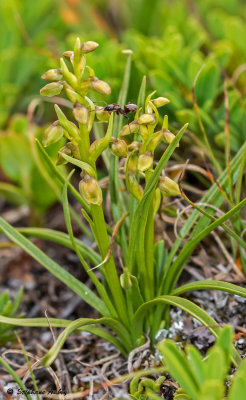 Chamorchis alpina