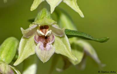 Epipactis leptochila