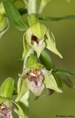 Epipactis leptochila