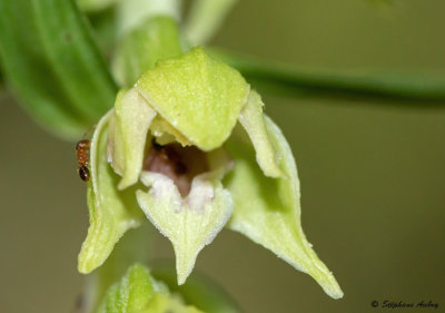 Epipactis leptochila
