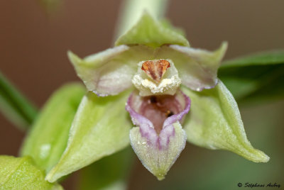 Epipactis leptochila