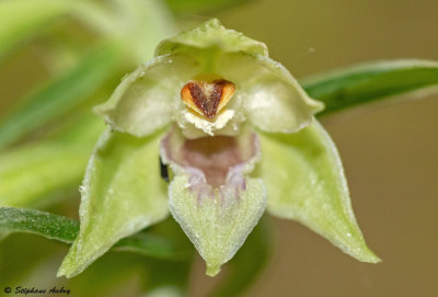 Epipactis leptochila