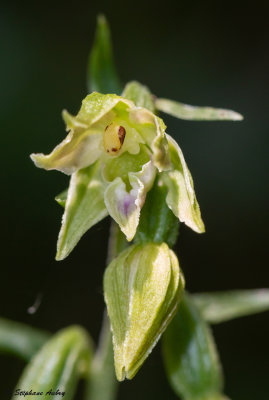 Epipactis leptochila
