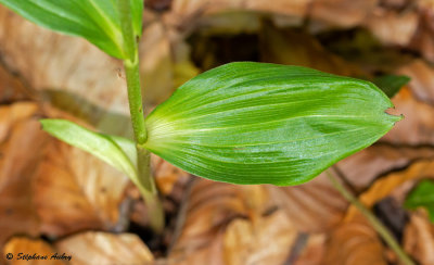 Epipactis leptochila