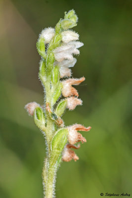 Goodyera repens