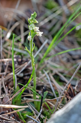 Goodyera repens