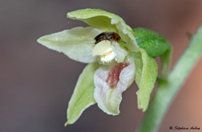 Epipactis muelleri