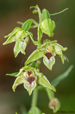 Epipactis leptochila