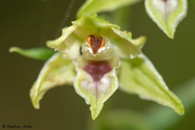 Epipactis leptochila