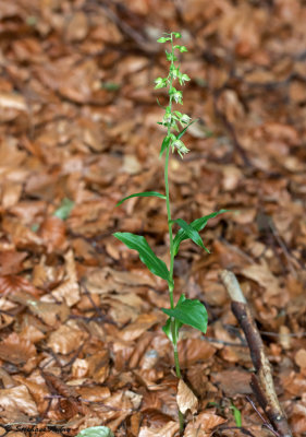 Epipactis leptochila