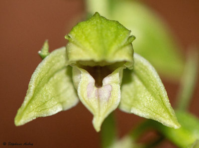 Epipactis leptochila