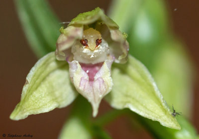 Epipactis leptochila