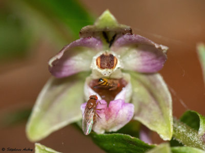 Epipactis helleborine