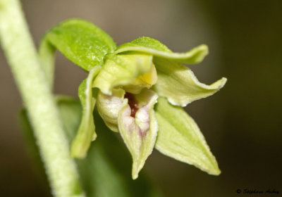 Epipactis leptochila