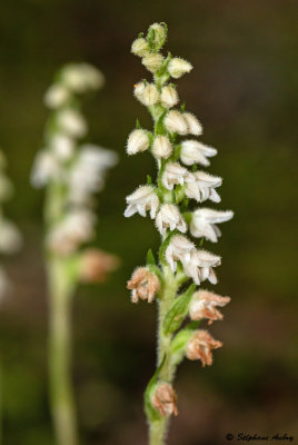 Goodyera repens