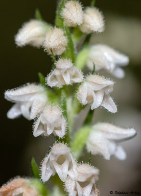 Goodyera repens