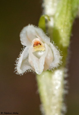 Goodyera repens