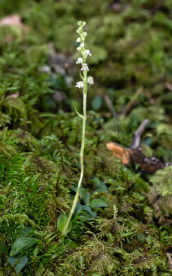 Goodyera repens