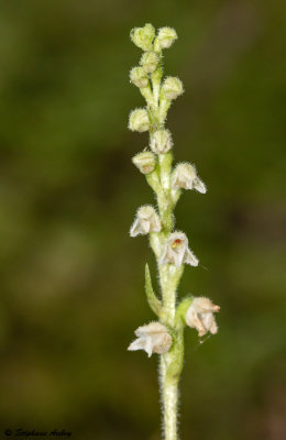 Goodyera repens