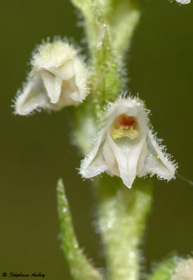 Goodyera repens