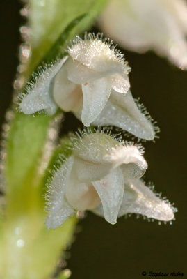 Goodyera repens