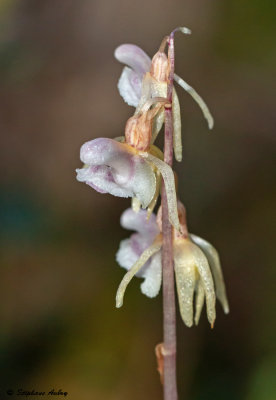 Epipogium aphyllum 