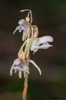 Epipogium aphyllum 