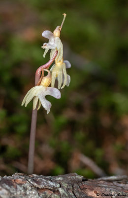 Epipogium aphyllum 