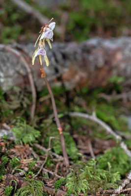 Epipogium aphyllum 