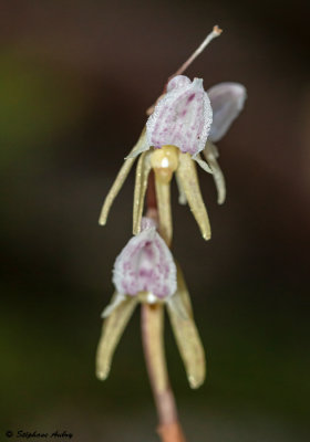 Epipogium aphyllum 